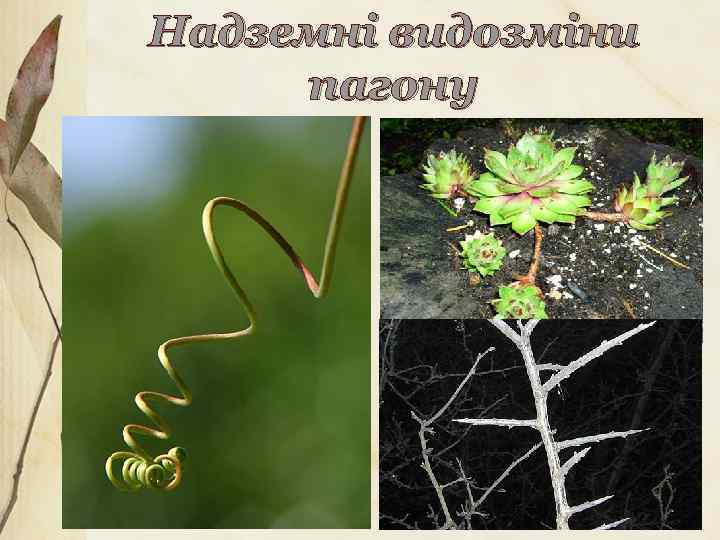 Надземні видозміни пагону 