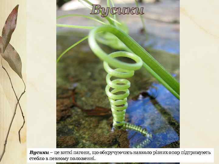 Вусики – це виткі пагони, що обкручуючись навколо різних опор підтримують стебло в певному