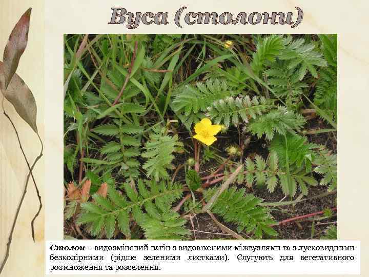 Вуса (столони) Столон – видозмінений пагін з видовженими міжвузлями та з лусковидними безколірними (рідше