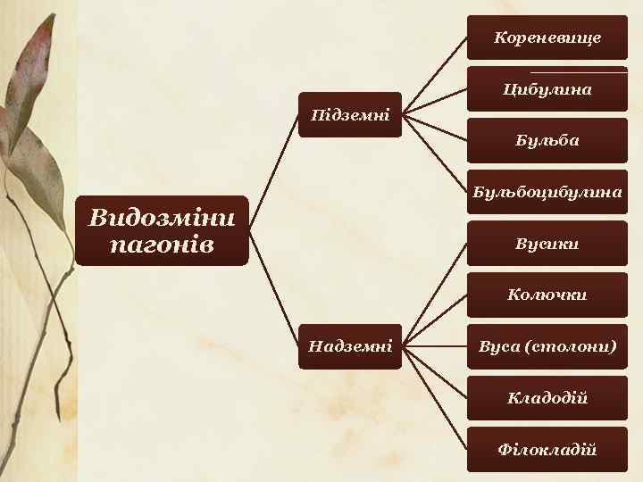 Кореневище Цибулина Підземні Бульба Бульбоцибулина Видозміни пагонів Вусики Колючки Надземні Вуса (столони) Кладодій Філокладій