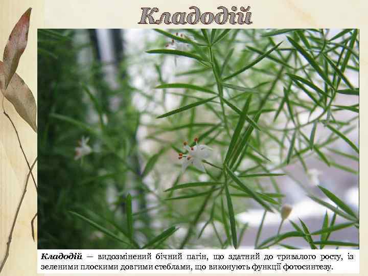 Кладодій — видозмінений бічний пагін, що здатний до тривалого росту, із зеленими плоскими довгими