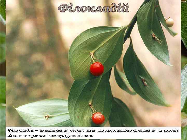 Філокладій — видозмінений бічний пагін, що листоподібно сплощений, та володіє обмеженим ростом і виконує