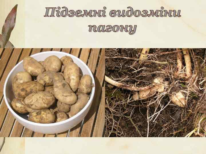 Підземні видозміни пагону 