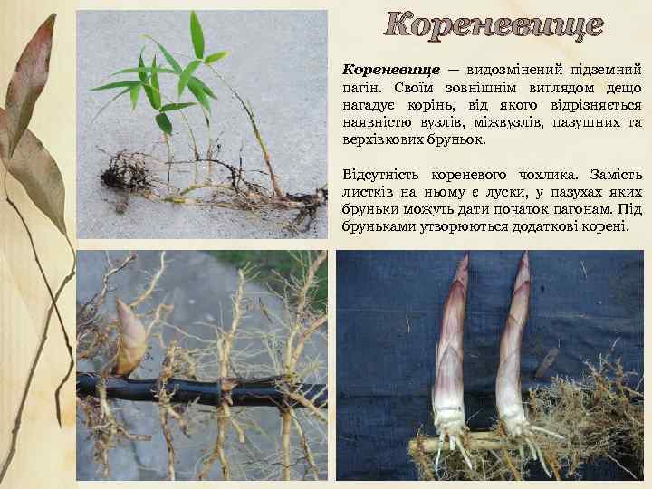 Кореневище — видозмінений підземний пагін. Своїм зовнішнім виглядом дещо нагадує корінь, від якого відрізняється
