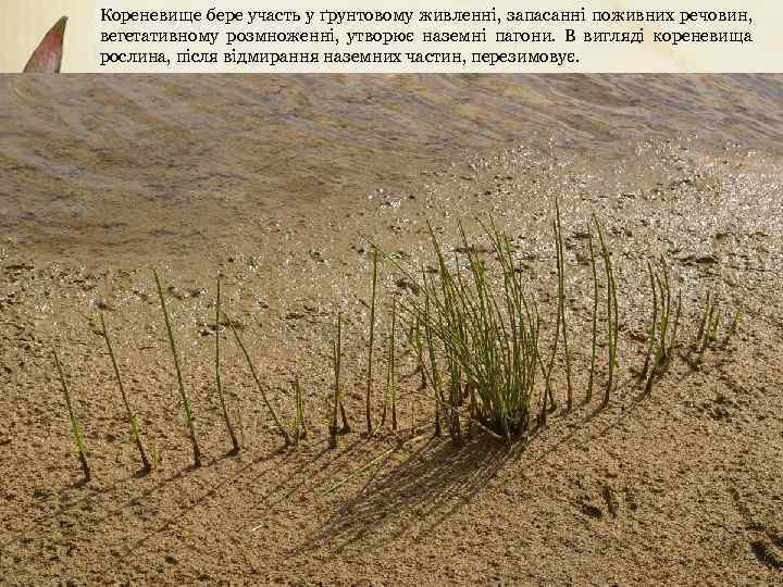 Кореневище бере участь у ґрунтовому живленні, запасанні поживних речовин, вегетативному розмноженні, утворює наземні пагони.