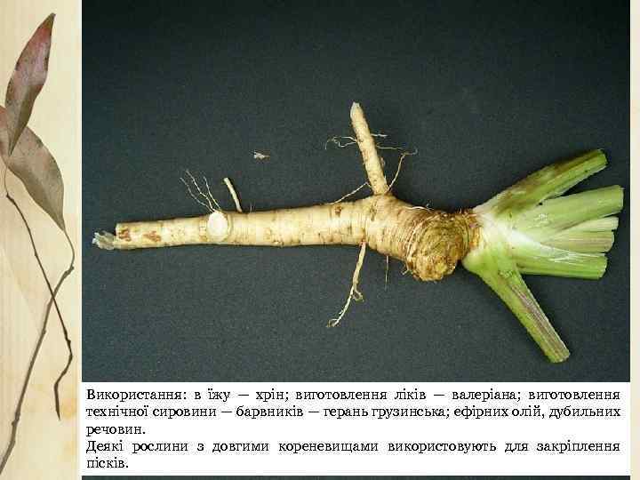 Використання: в їжу — хрін; виготовлення ліків — валеріана; виготовлення технічної сировини — барвників
