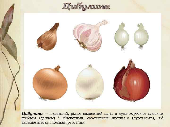 Цибулина — підземний, рідше надземний пагін з дуже коротким плоским стеблом (денцем) і м’ясистими,