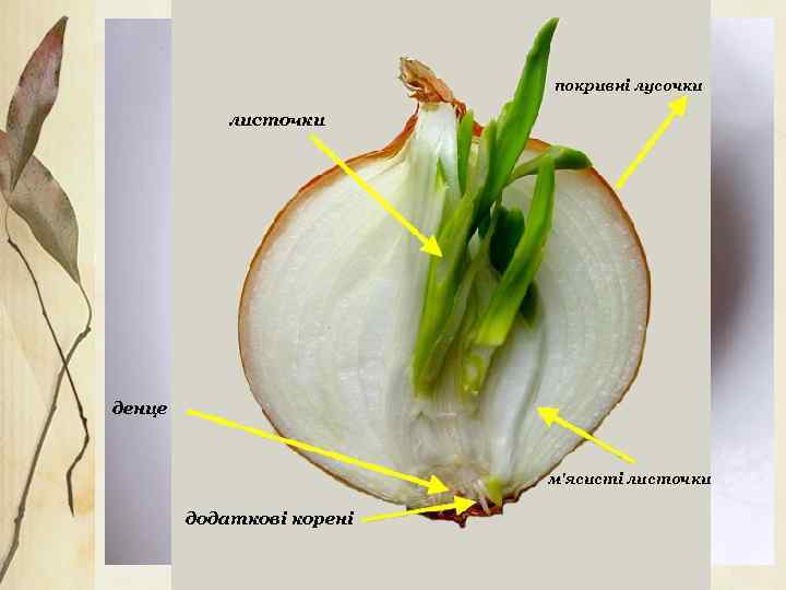 покривні лусочки листочки денце м'ясисті листочки додаткові корені 