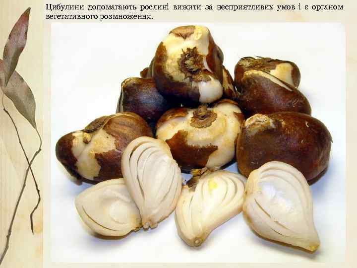 Цибулини допомагають рослині вижити за несприятливих умов і є органом вегетативного розмноження. 