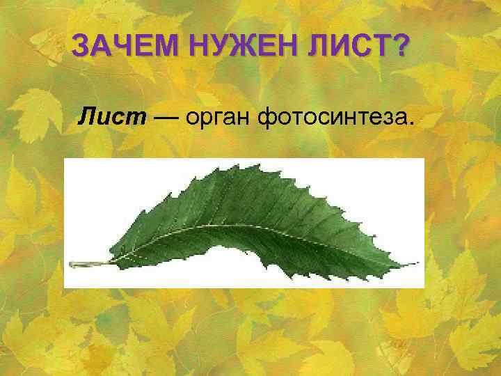 ЗАЧЕМ НУЖЕН ЛИСТ? Лист — орган фотосинтеза. 