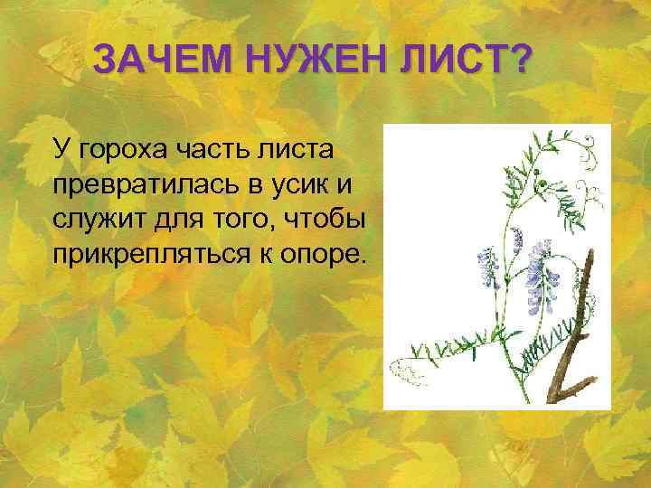 ЗАЧЕМ НУЖЕН ЛИСТ? У гороха часть листа превратилась в усик и служит для того,