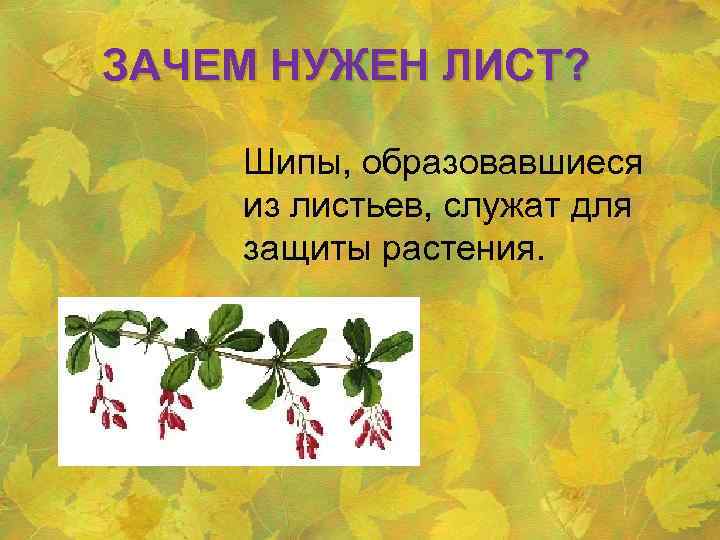 Зачем растению лист