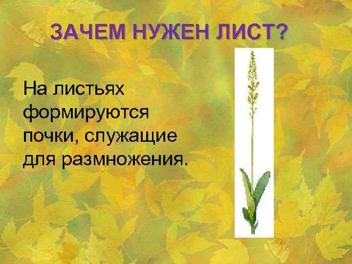 ЗАЧЕМ НУЖЕН ЛИСТ? На листьях формируются почки, служащие для размножения. 