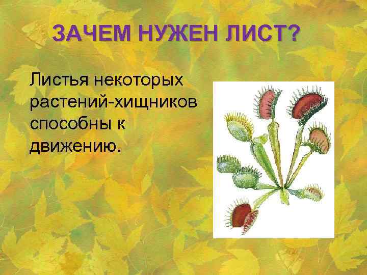ЗАЧЕМ НУЖЕН ЛИСТ? Листья некоторых растений-хищников способны к движению. 