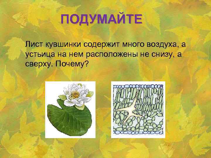 ПОДУМАЙТЕ Лист кувшинки содержит много воздуха, а устьица на нем расположены не снизу, а