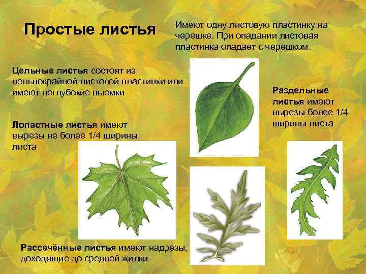 Простые листья Имеют одну листовую пластинку на черешке. При опадании листовая пластинка опадает с