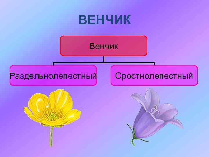 ВЕНЧИК Венчик Раздельнолепестный Сростнолепестный 