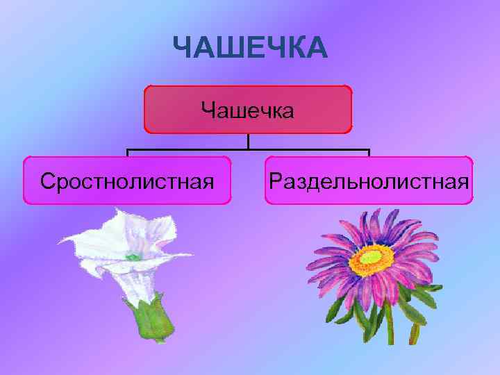 ЧАШЕЧКА Чашечка Сростнолистная Раздельнолистная 