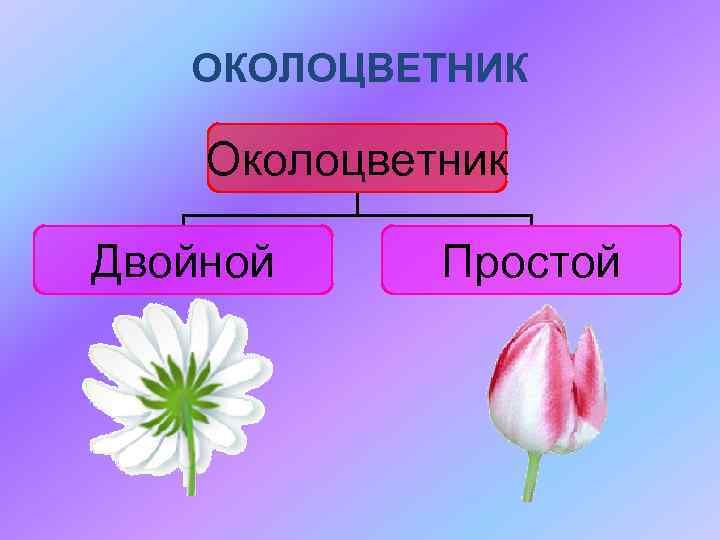 ОКОЛОЦВЕТНИК Околоцветник Двойной Простой 