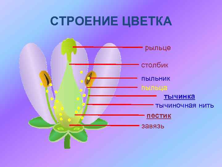СТРОЕНИЕ ЦВЕТКА рыльце столбик пыльник пыльца тычинка тычиночная нить пестик завязь 