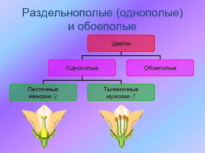 Раздельнополые (однополые) и обоеполые Цветки Однополые Пестичные женские ♀ Обоеполые Тычиночные мужские ♂ 