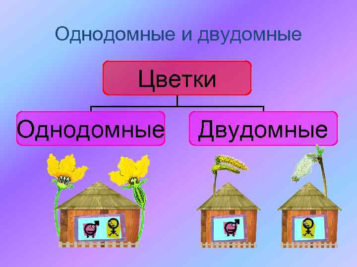 Однодомные и двудомные Цветки Однодомные Двудомные 