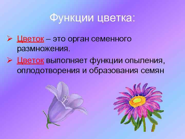 Функции цветка: Ø Цветок – это орган семенного размножения. Ø Цветок выполняет функции опыления,