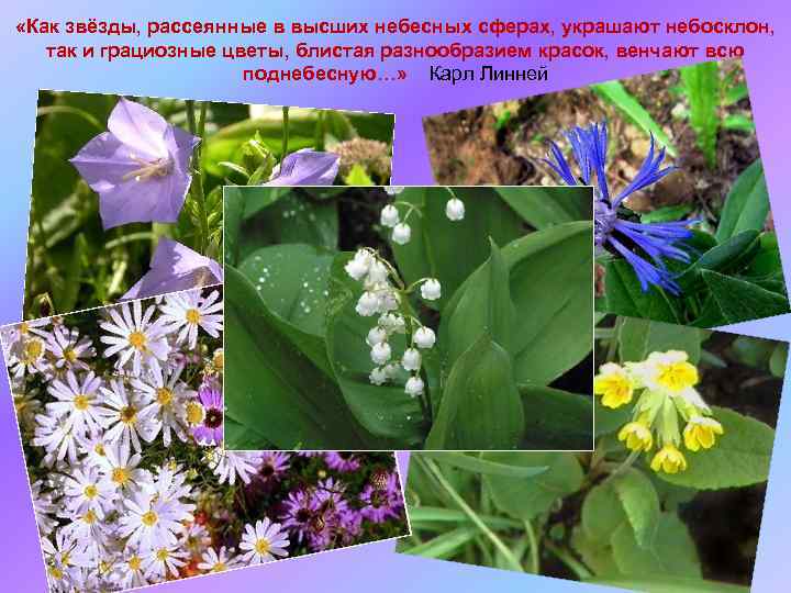  «Как звёзды, рассеянные в высших небесных сферах, украшают небосклон, так и грациозные цветы,