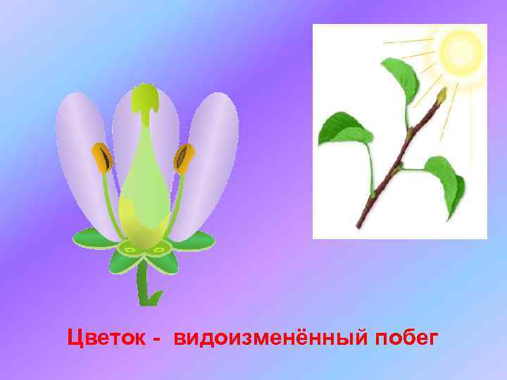 Цветок - видоизменённый побег 