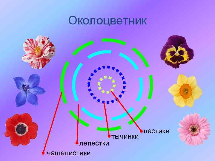 Околоцветник лепестки чашелистики тычинки пестики 