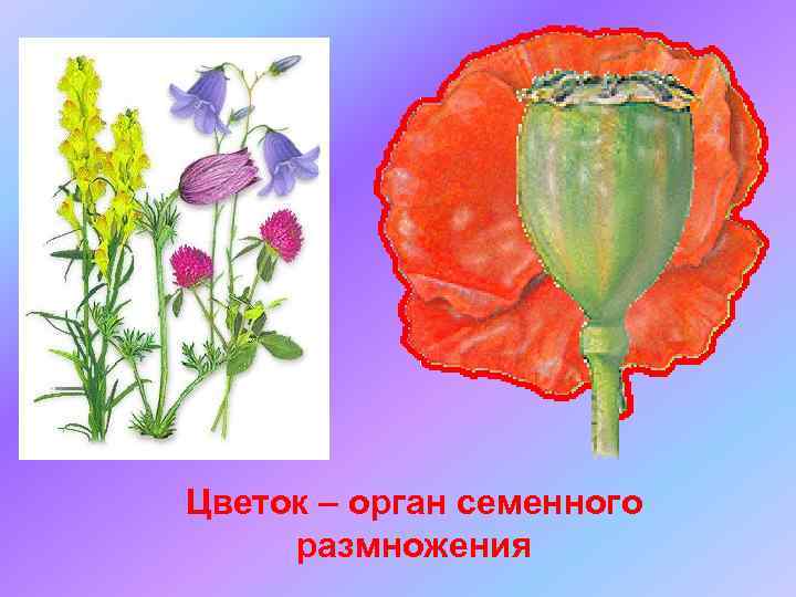 Цветок – орган семенного размножения 