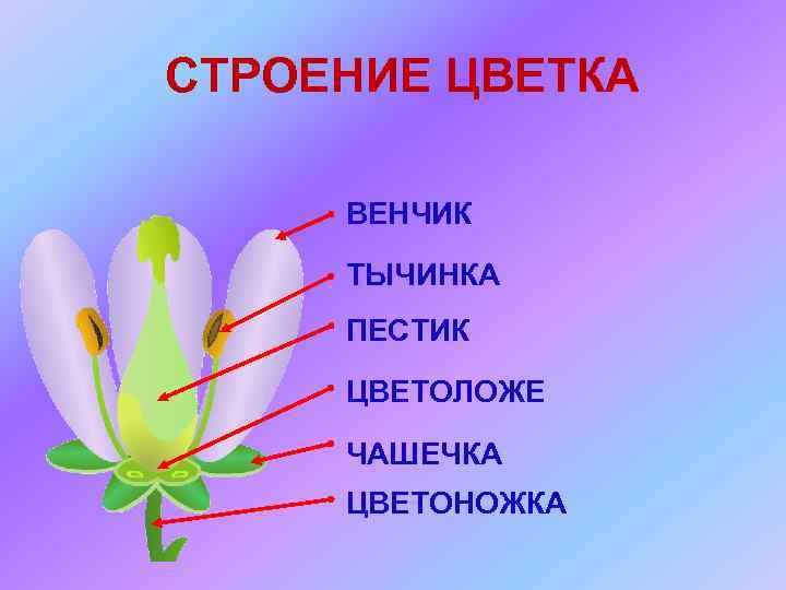 СТРОЕНИЕ ЦВЕТКА ВЕНЧИК ТЫЧИНКА ПЕСТИК ЦВЕТОЛОЖЕ ЧАШЕЧКА ЦВЕТОНОЖКА 