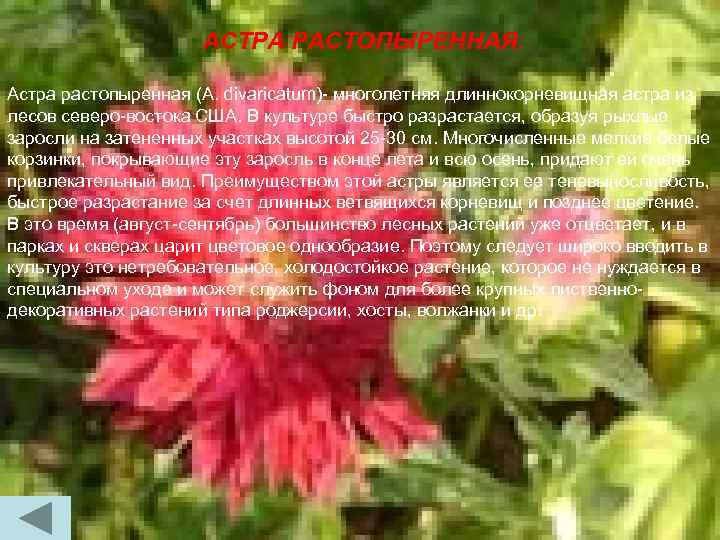 АСТРА РАСТОПЫРЕННАЯ. Астра растопыренная (A. divaricatum)- многолетняя длиннокорневищная астра из лесов северо-востока США. В