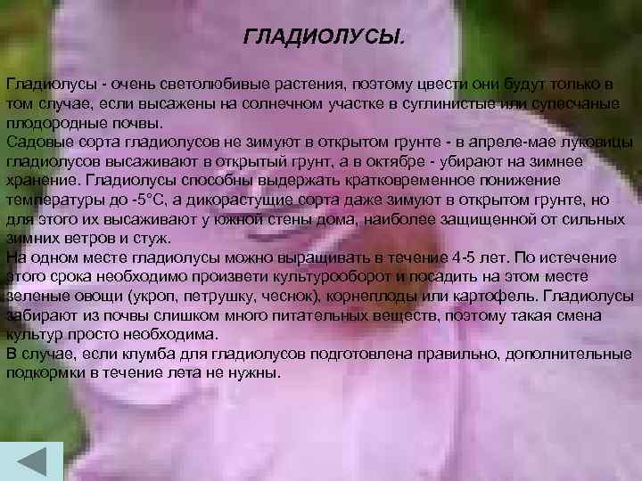 ГЛАДИОЛУСЫ. Гладиолусы - очень светолюбивые растения, поэтому цвести они будут только в том случае,