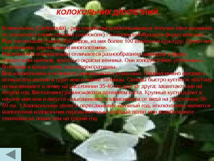КОЛОКОЛЬЧИК ДВУЛЕТНИЙ. Колокольчик (Campanula) - род семейства колокольчиковые получил свое название от латинского слова