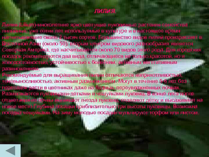 ЛИЛИЯ. Лилия (Lilium)-многолетние ярко цветущие луковичные растения семейства лилейные, уже сотни лет используемые в