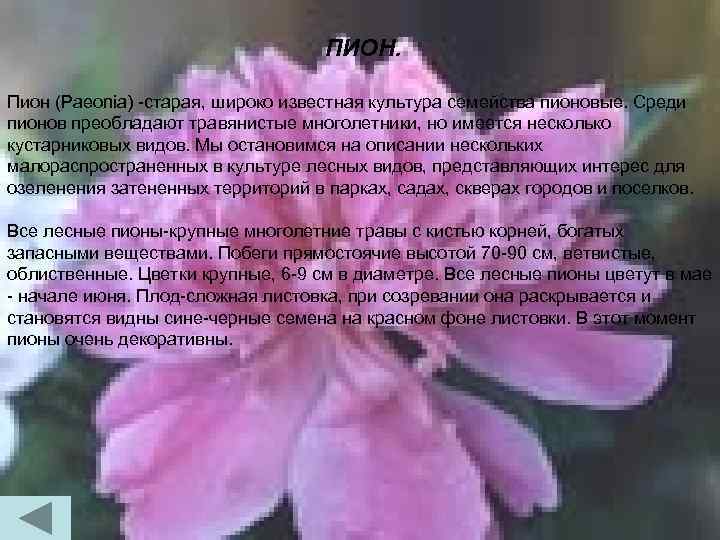 ПИОН. Пион (Paeonia) -старая, широко известная культура семейства пионовые. Среди пионов преобладают травянистые многолетники,