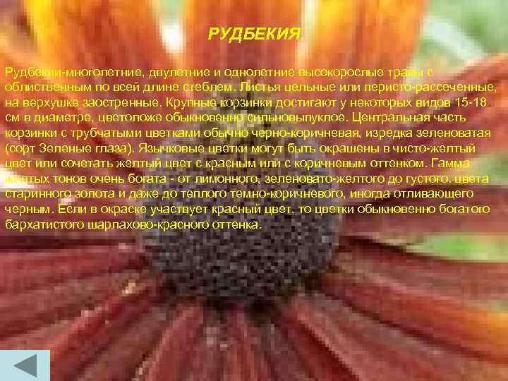 РУДБЕКИЯ. Рудбекии-многолетние, двулетние и однолетние высокорослые травы с облиственным по всей длине стеблем. Листья