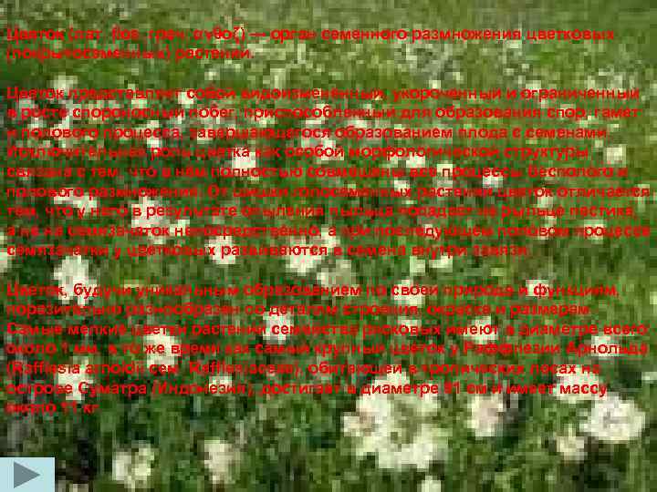 Цветок (лат. flos, греч. ανθοζ) — орган семенного размножения цветковых (покрытосеменных) растений. Цветок представляет