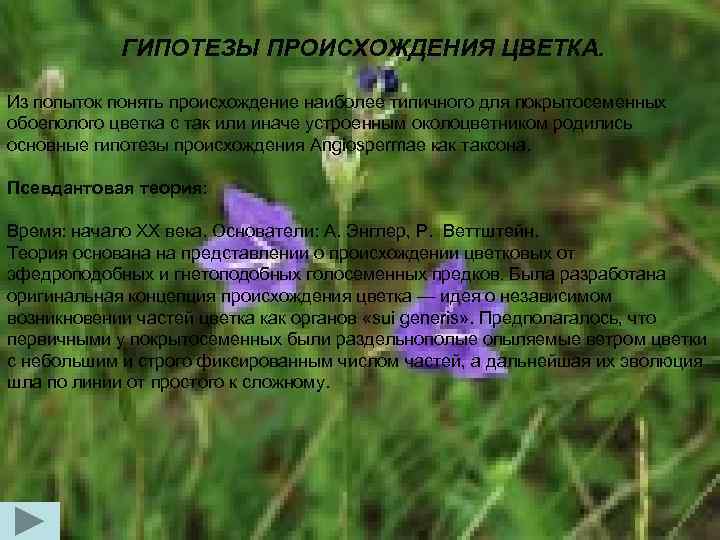 ГИПОТЕЗЫ ПРОИСХОЖДЕНИЯ ЦВЕТКА. Из попыток понять происхождение наиболее типичного для покрытосеменных обоеполого цветка с