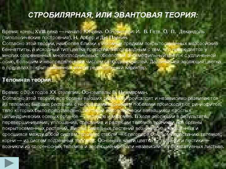 СТРОБИЛЯРНАЯ, ИЛИ ЭВАНТОВАЯ ТЕОРИЯ: Время: конец XVIII века — начало XX века. Основатели: И.