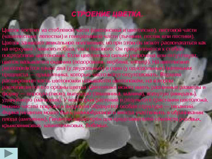 СТРОЕНИЕ ЦВЕТКА. Цветок состоит из стеблевой части (цветоножка и цветоложе), листовой части (чашелистики, лепестки)