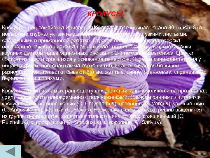 КРОКУСЫ. Крокусы – род семейства Ирисовые (Iridaceae), насчитывает около 80 видов. Это невысокие клубнелуковичные