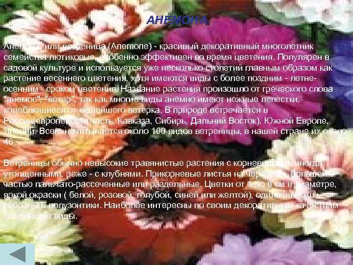 АНЕМОНА. Анемона, или ветреница (Anemone) - красивый декоративный многолетник семейства лютиковые, особенно эффективен во