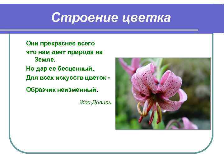 Строение цветка Они прекраснее всего что нам дает природа на Земле. Но дар ее