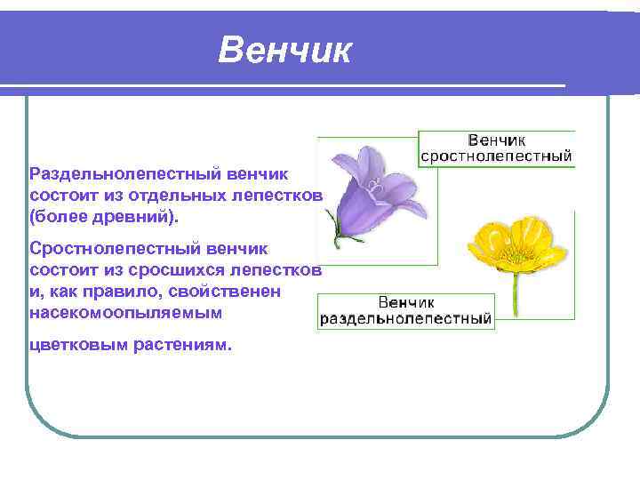 Цветок состоит из. Венчик насекомоопыляемые растения. Венчик цветка растения состоит. Строение цветка венчик венчик. Сростнолепестный венчик.