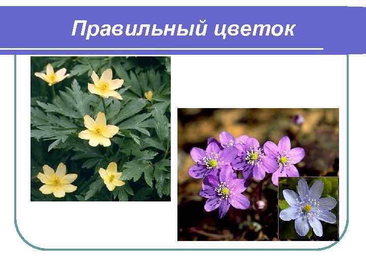Правильный цветок 
