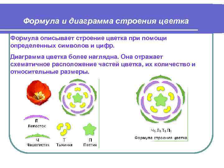 Охарактеризуйте строение