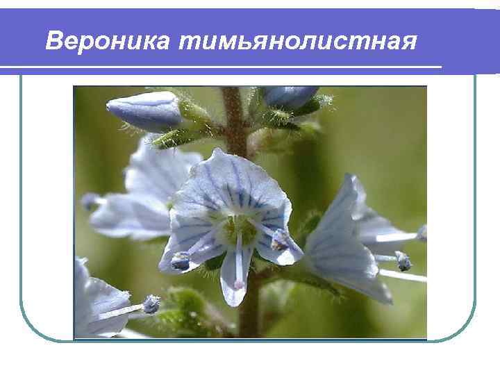 Вероника тимьянолистная 