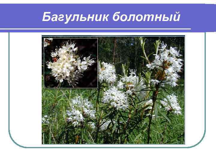 Багульник болотный 